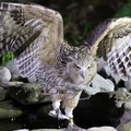 Blakiston‘s Fish Owl, or Shima Owl, Rausu, Hokkaido, Japan